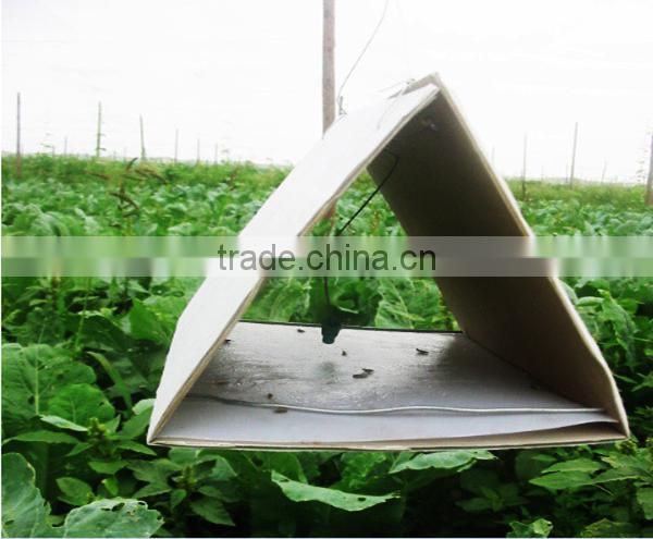 Pheromone lures of Pectinophora gossypiella with trap set