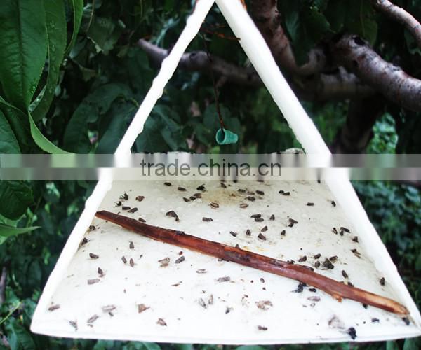 Pheromone lures of Pectinophora gossypiella with trap set