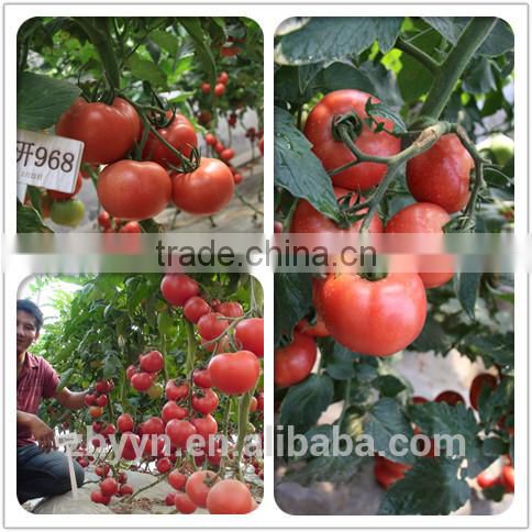 ZY 968 Indeterminate Tomato Seeds High Yield