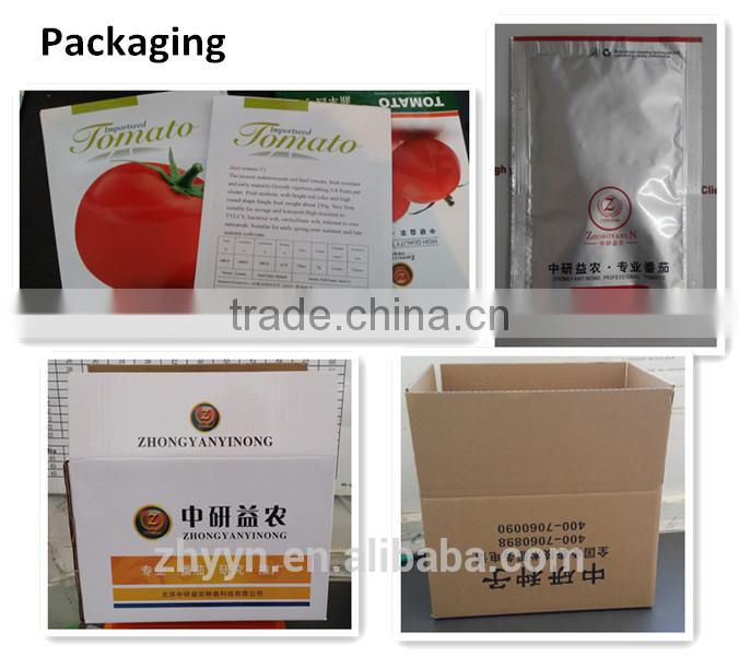 ZY 968 Indeterminate Tomato Seeds High Yield