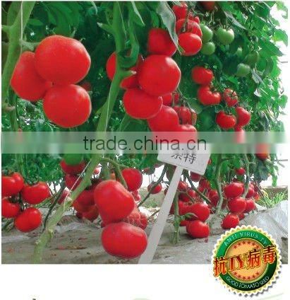 Red Fruit Tomato F1 Hybrid Tomato Seeds
