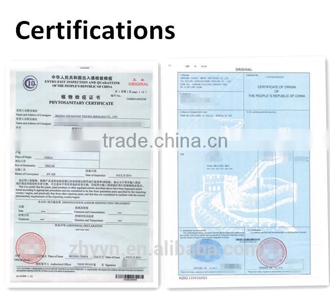 ZY 968 Indeterminate Tomato Seeds High Yield