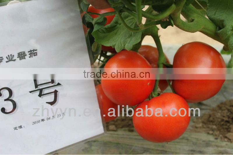 Red Fruit Tomato F1 Hybrid Tomato Seeds