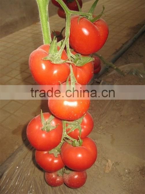 Red Fruit Tomato F1 Hybrid Tomato Seeds