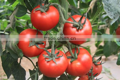 Red Fruit Tomato F1 Hybrid Tomato Seeds