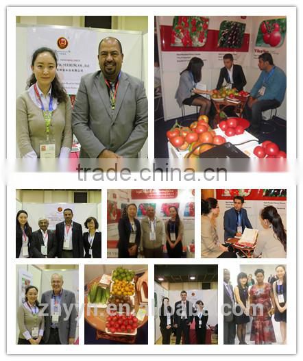 ZY 968 Indeterminate Tomato Seeds High Yield