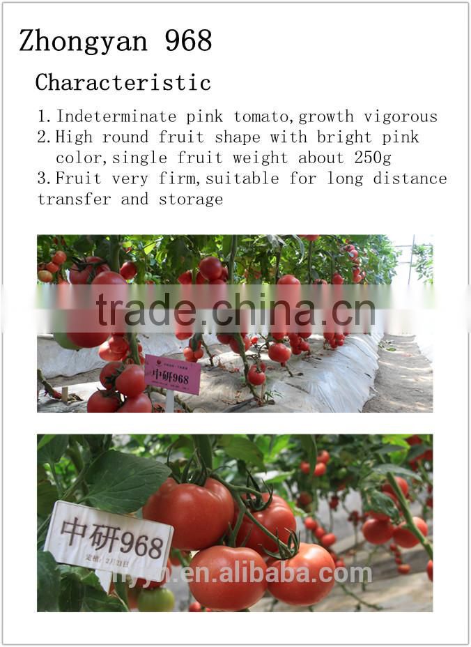 ZY 968 Indeterminate Tomato Seeds High Yield