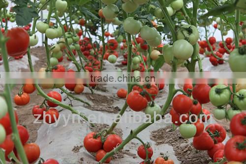 Red Fruit Tomato F1 Hybrid Tomato Seeds