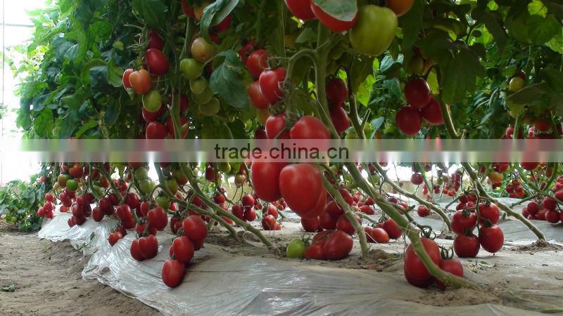 Red Fruit Tomato F1 Hybrid Tomato Seeds
