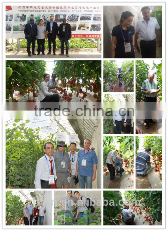 ZY 968 Indeterminate Tomato Seeds High Yield