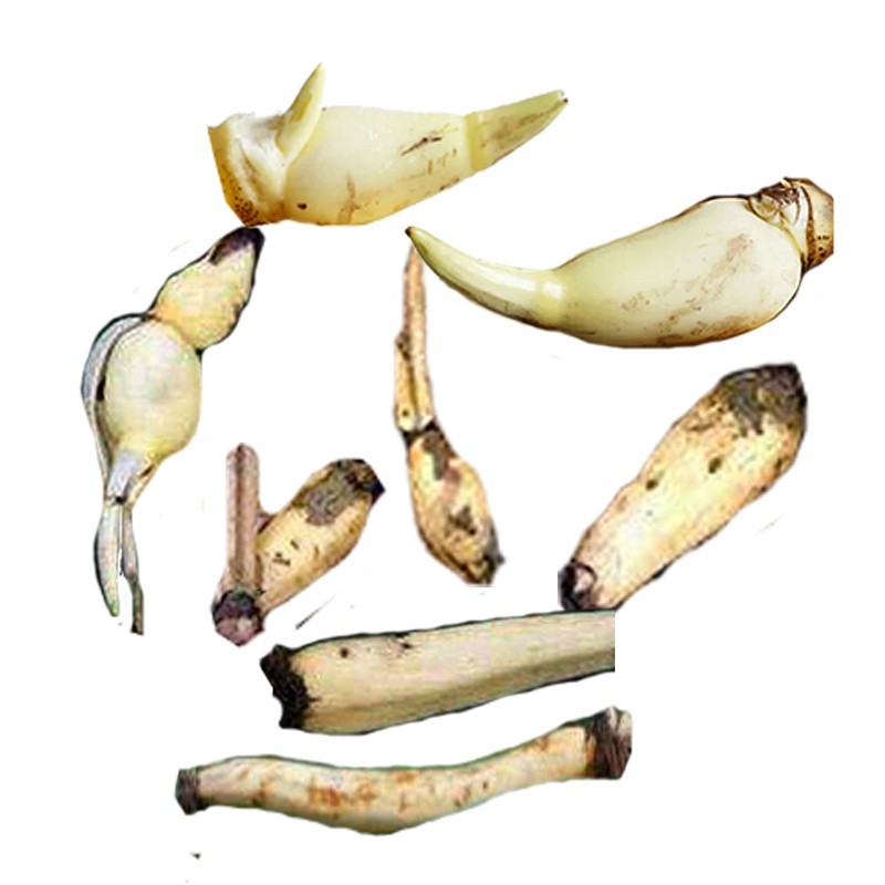 lotus root, lotus rhizome, Lotus root starch material, feed material