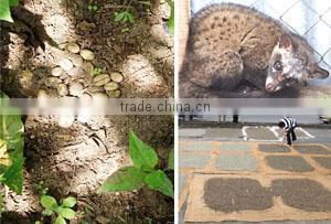 Kopi Luwak coffee beans