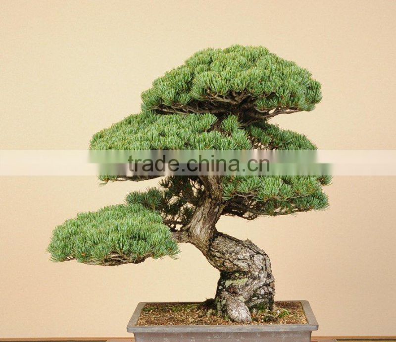 bonsai