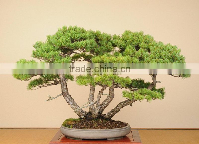 bonsai
