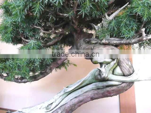 Japan Products Distributors / Bonsai Trees