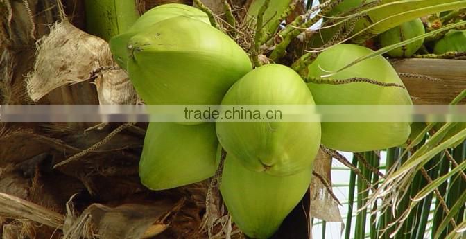 LOW FAT AND HIGH FAT HIGH QUALITY DESICCATED COCONUT