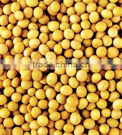 Yellow Soybeans