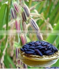 High Quality Long-Grain Organic White Rice for Sale