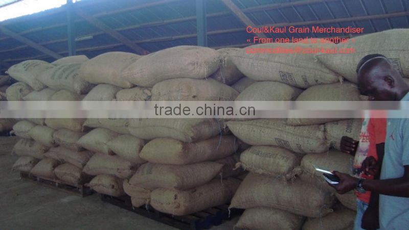 Very good Ivory Coast raw cashew nuts