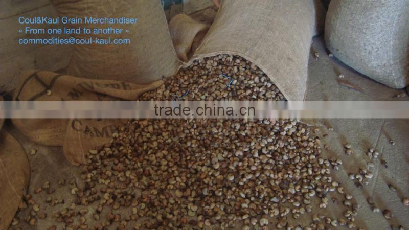 Very good Ivory Coast raw cashew nuts