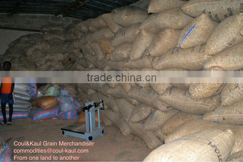 Very good Ivory Coast raw cashew nuts