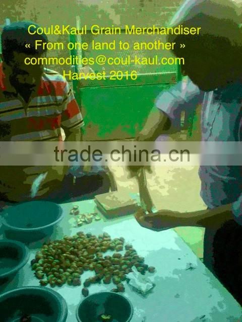 Very good Burkina Faso raw cashew nuts