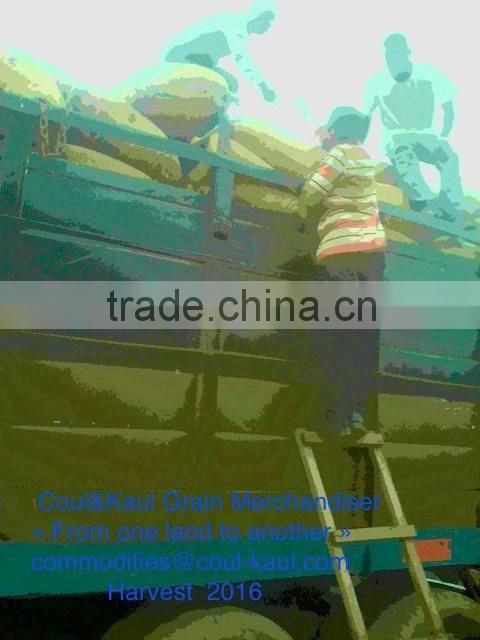 Very good Burkina Faso raw cashew nuts