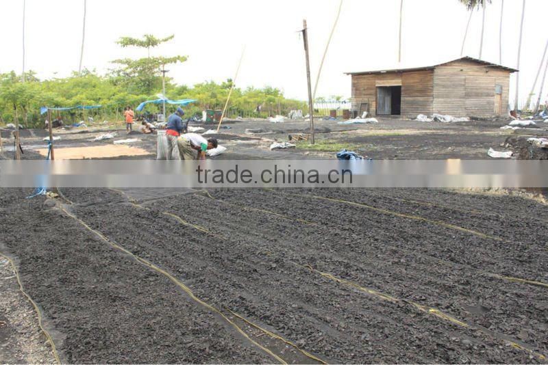 Coconut Shell Charcoal