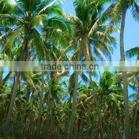 Extra Virgin Coconut Oil