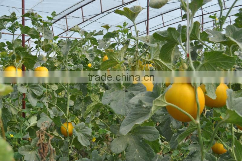 Microecologics for agriculture planting,agricultural microbial inoculants