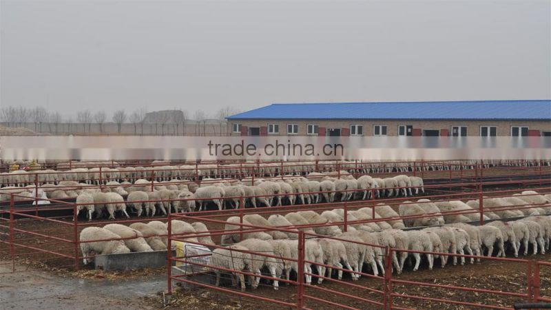 Probiotics for ruminants