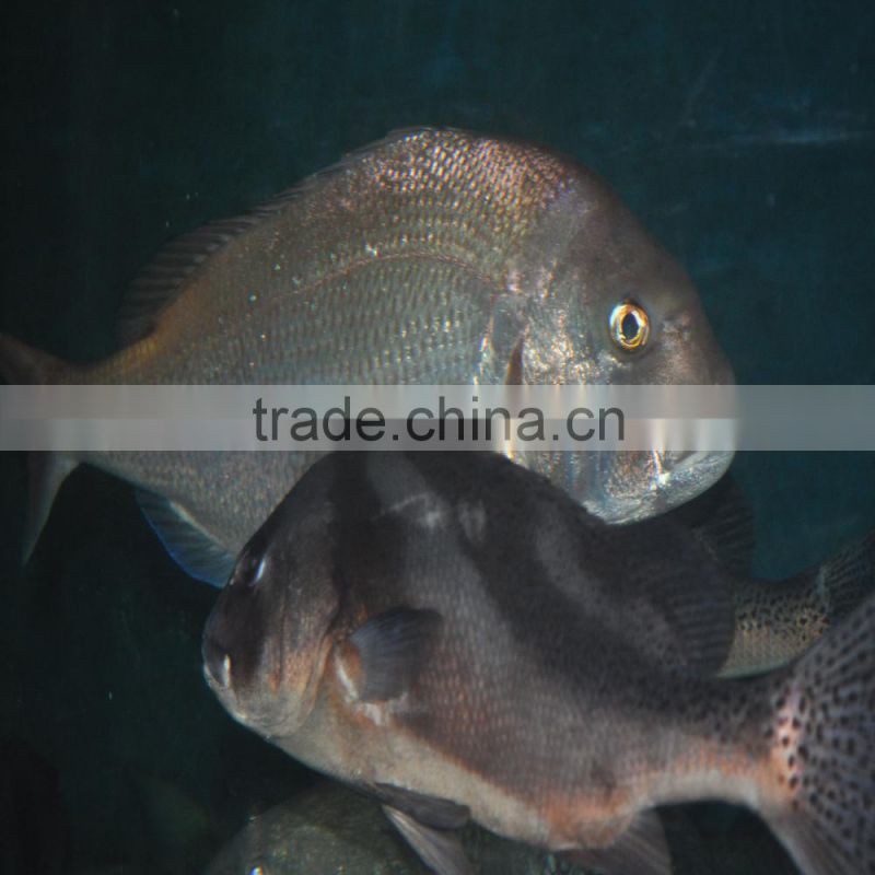 Crude protein 50% Fermented Soybean Meal