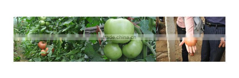 Microecologics for agriculture planting,agricultural microbial inoculants