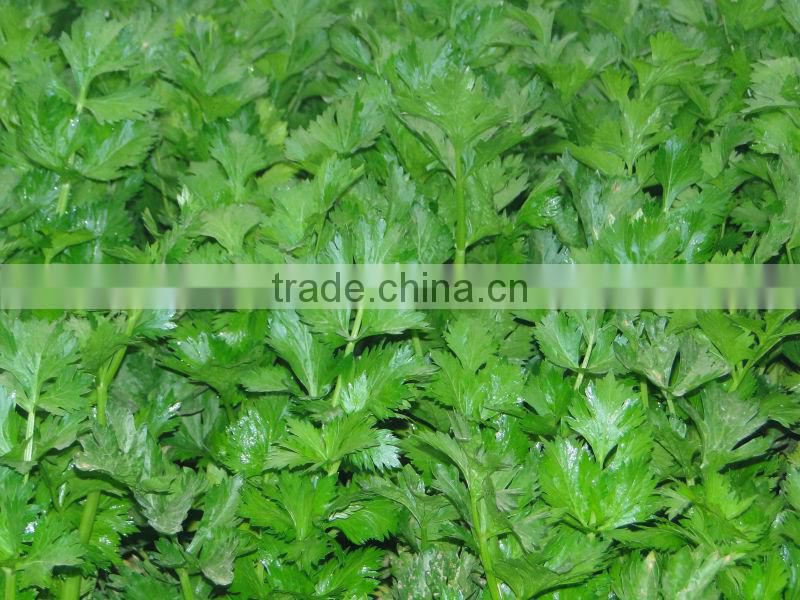 Microecologics for agriculture planting,agricultural microbial inoculants