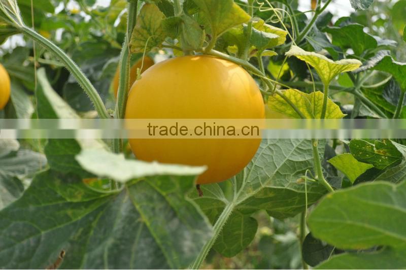 Microecologics for agriculture planting,agricultural microbial inoculants