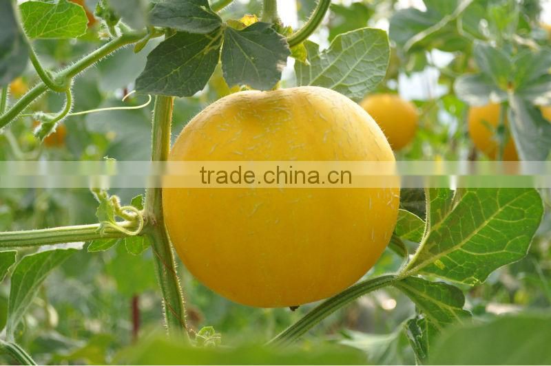 Microecologics for agriculture planting,agricultural microbial inoculants