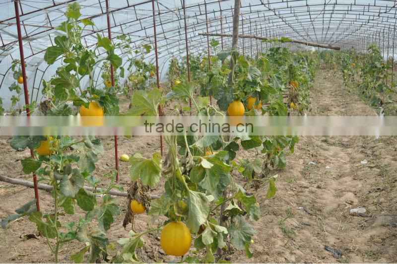 Microecologics for agriculture planting,agricultural microbial inoculants