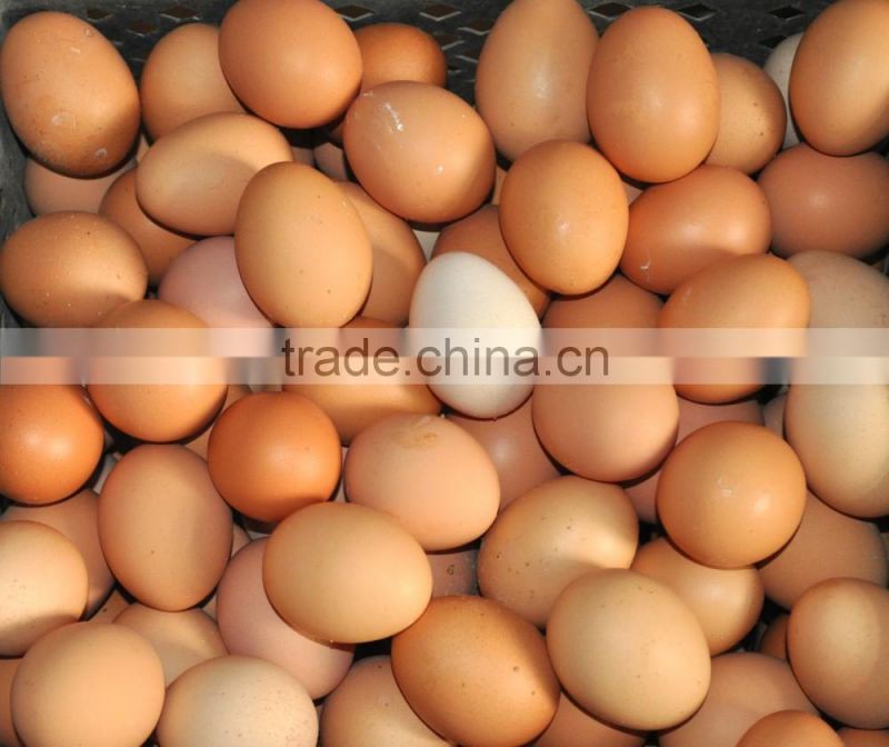 Probiotics special for the egg-laying poultry,Strengthen the eggshell hardness