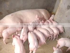 Probiotics feed additive for sow