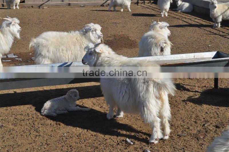 Probiotics for ruminants