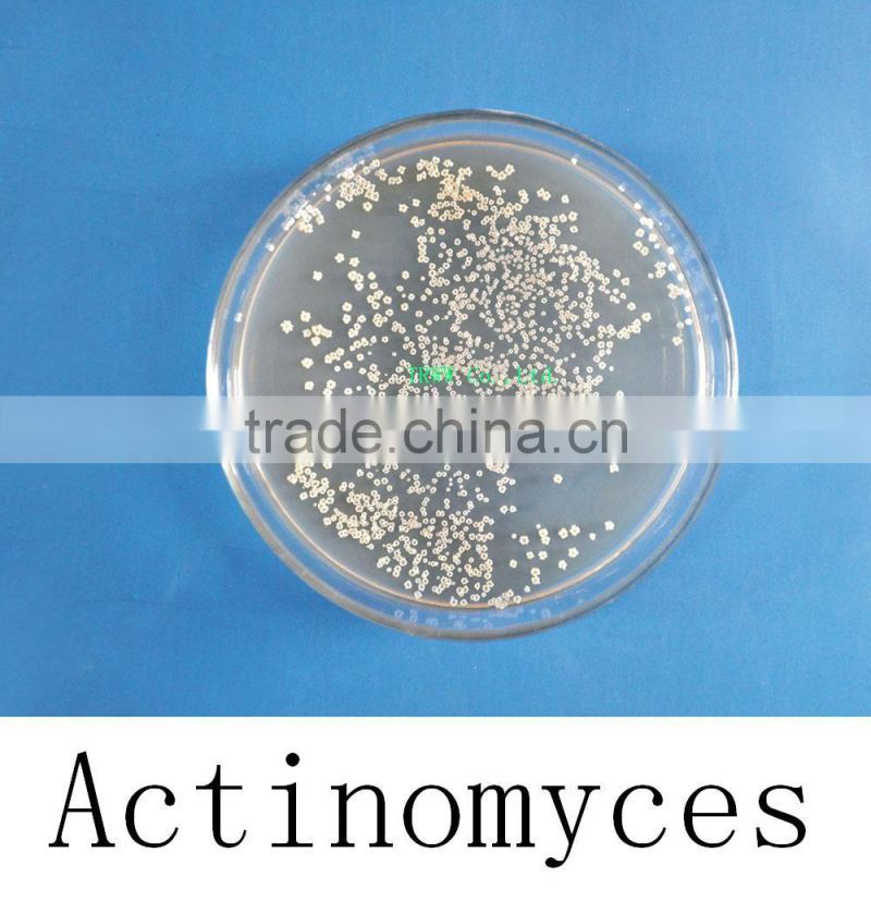 Actinomyces for agriculture planting