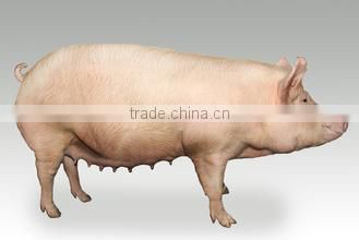 Probiotics feed additive for sow