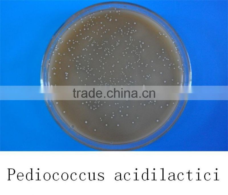 Probiotics feed additive pediococcus acidilactici