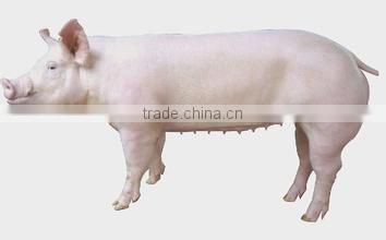 Probiotics feed additive for sow