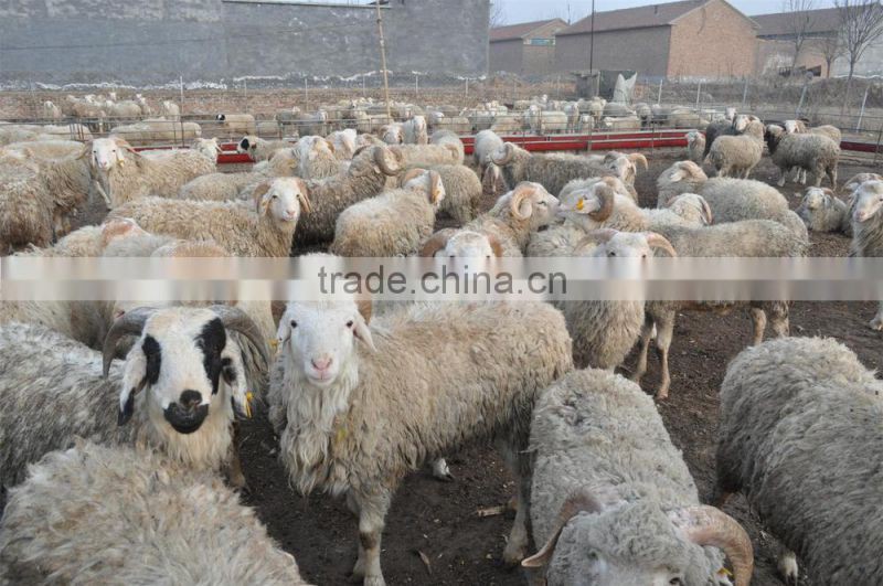 Probiotics for ruminants