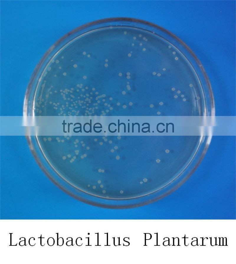 Probiotics feed additive lactobacillus plantarum