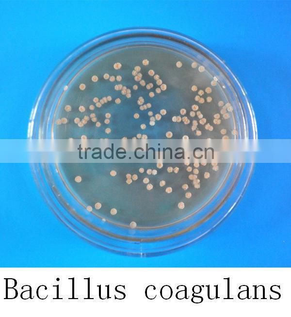 (Lactic acid-forming bacillus bacteria) Bacillus coagulans