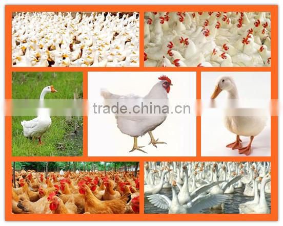 Broiler chickens probiotics feed additive