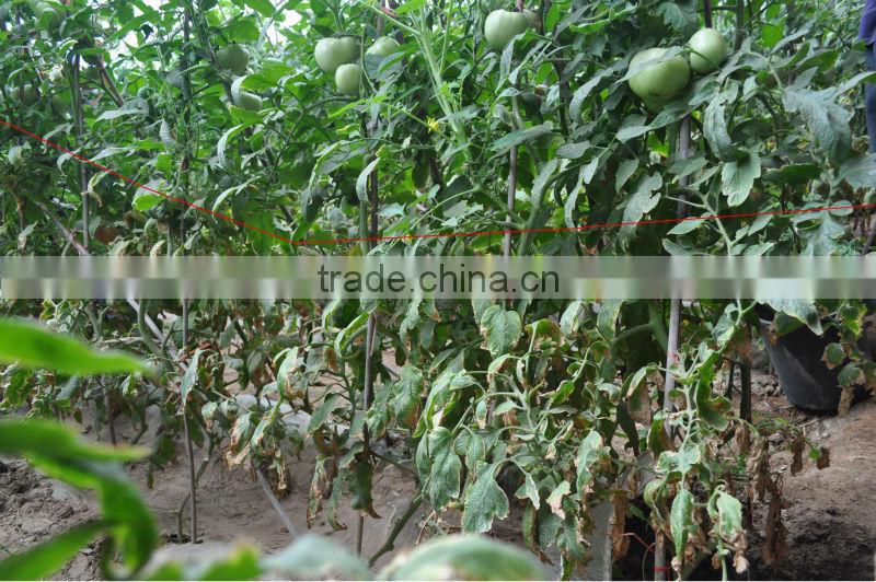 Microecologics for agriculture planting,agricultural microbial inoculants