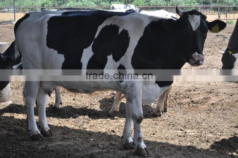 Probiotics for ruminants